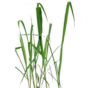香茅