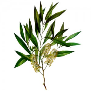 茶樹
