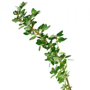 麝香草