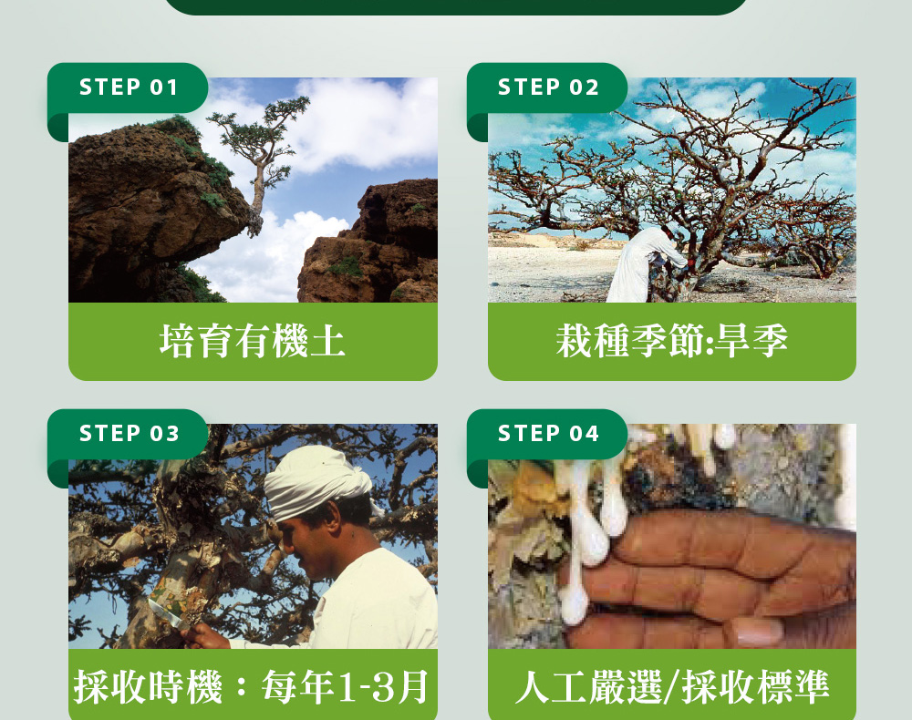 精油有機認證流程