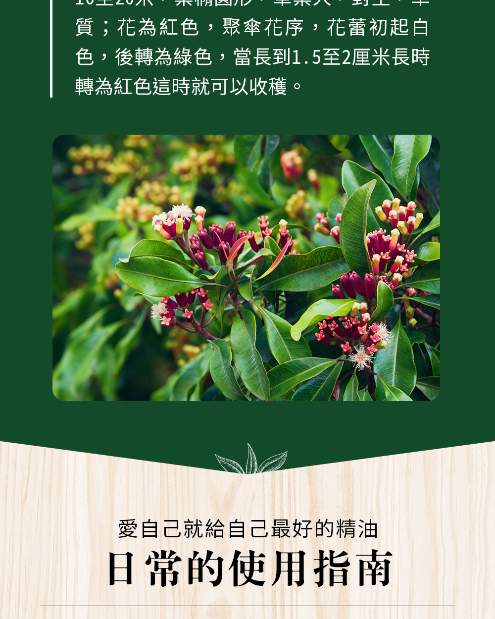 丁香花為紅色、聚傘花序，花蕾起出白色，後轉為綠色，當嘗到1.5~2釐米長時轉為紅色即可收穫。