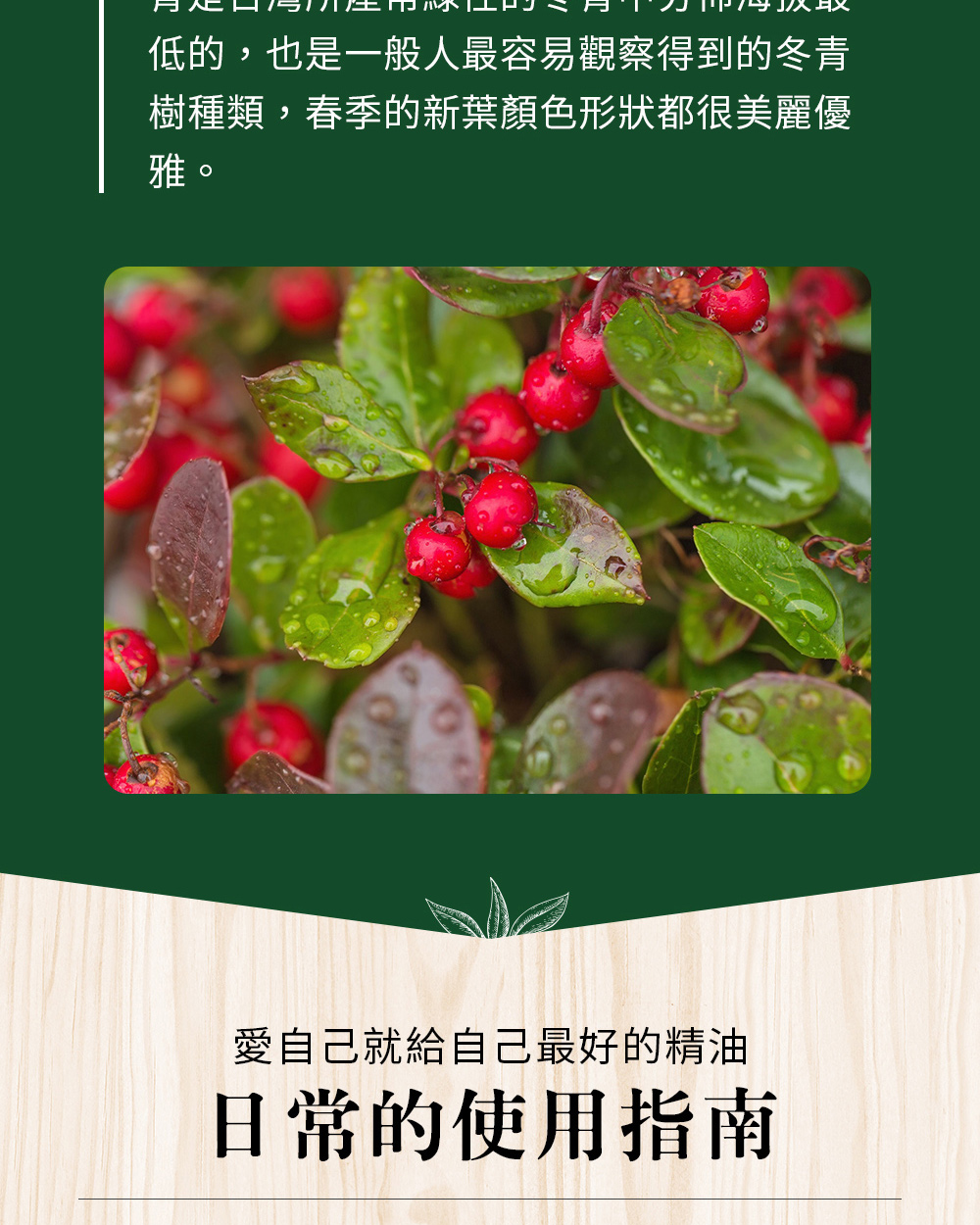 冬青葉堅挺、有光澤,漿果為鮮紅色,有些冬青樹品種也稱為聖誕樹,熟果期滿樹覓食的鳥兒更是喜氣洋洋。