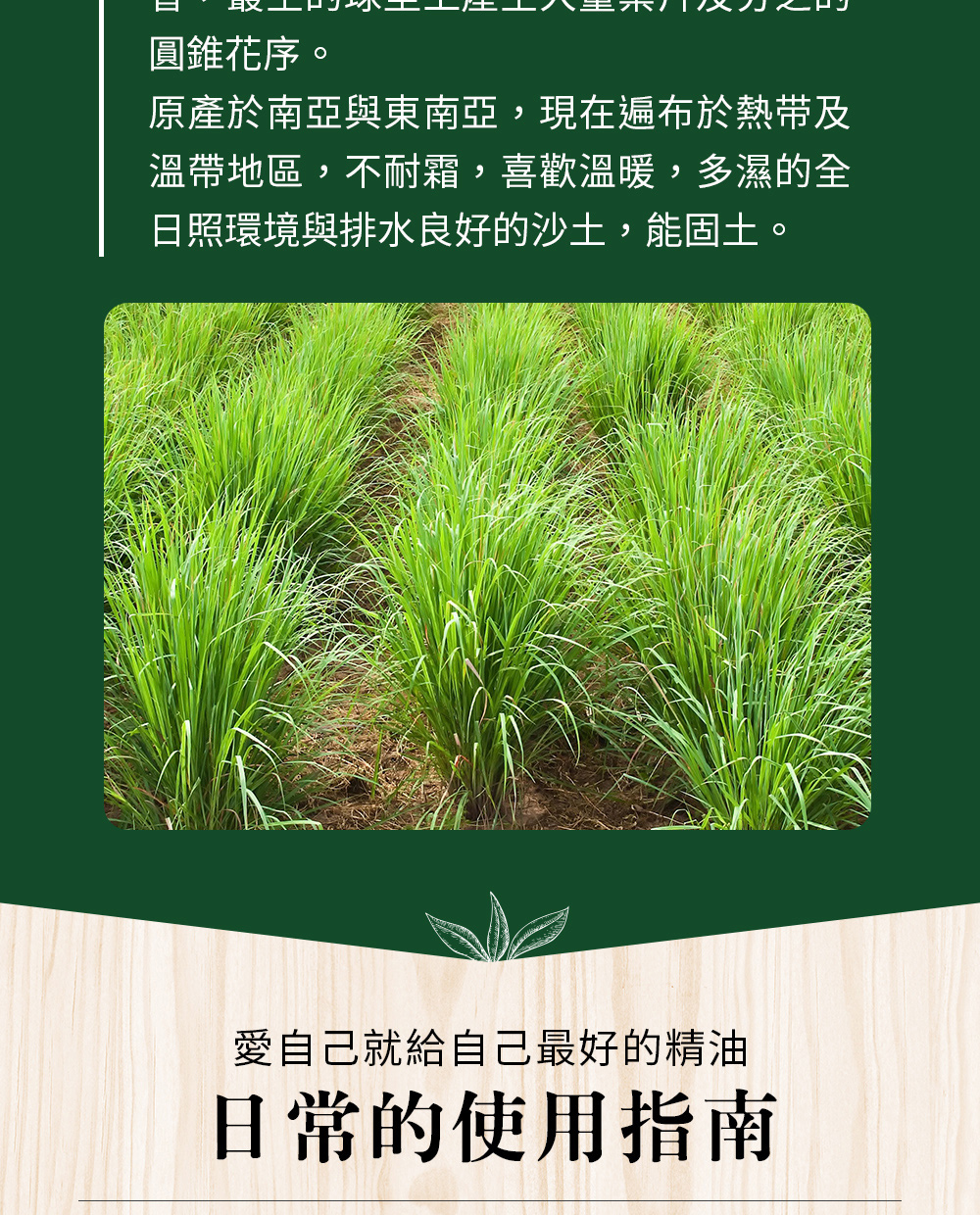 在以檸檬草為主的按摩中，原本沈重如石塊的身體，好像長了葉子、整個拉長開，身體變得十分輕盈。檸檬草適合想要轉換心情的人，拋開舊包袱，邁向新的生活。