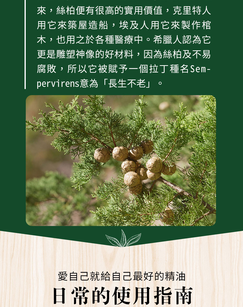 絲柏精油極不易腐敗,並且被賦予拉丁種名為「Sempervirens」,是長生不老的意思
