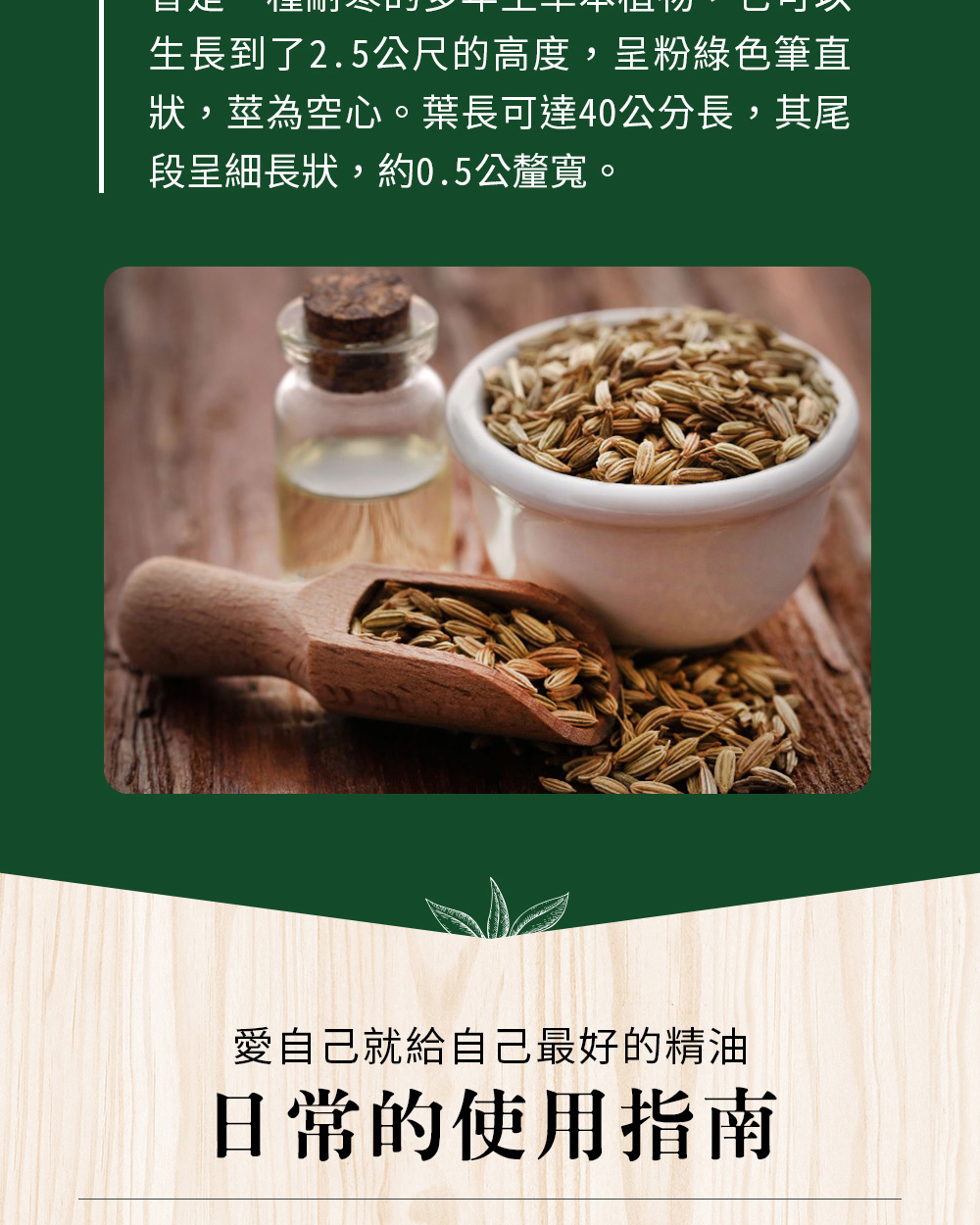 茴香源自於古英語Fenol或Finol,也就是拉丁語的Feniculum或Foeniculum,或稱之為Fenum或Faenum,是乾草的意思。