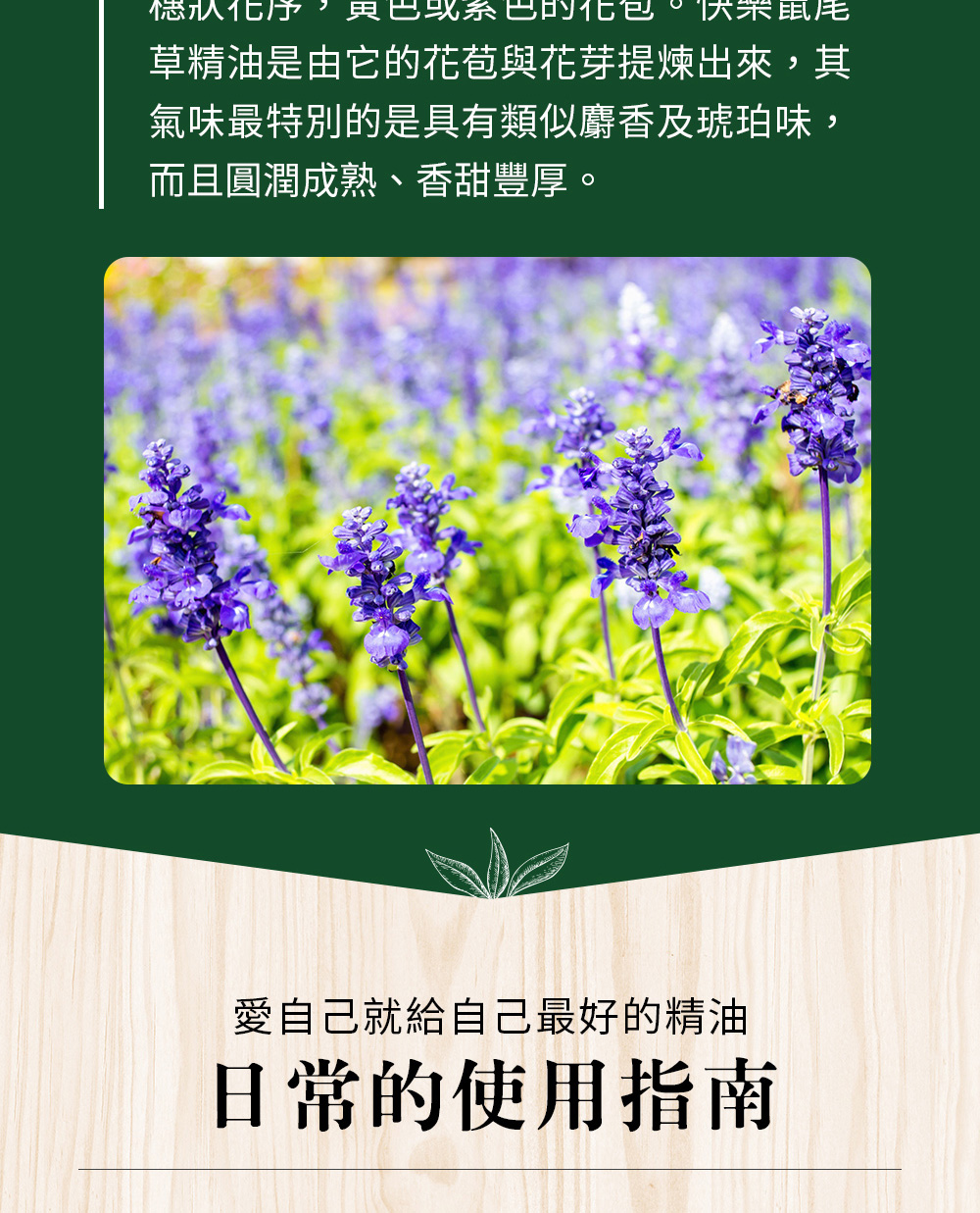 快樂鼠尾草又稱麝香鼠尾草,快樂鼠尾草精油主要由花苞與花芽提煉出來,氣味就像麝香、琥珀味,圓潤豐厚、香甜成熟。