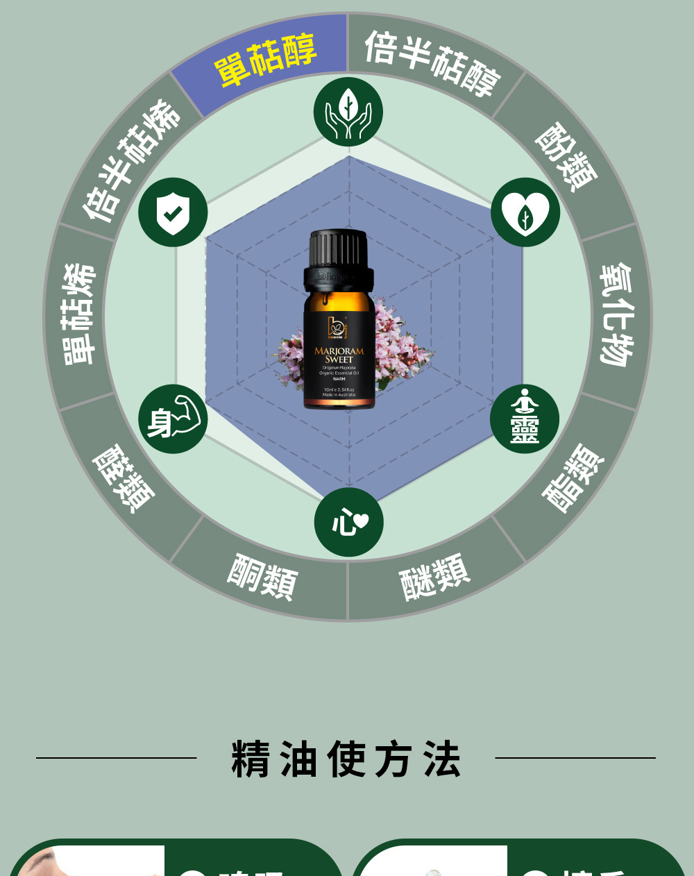 甜馬鬱蘭精油主要成分為γ-萜品烯(單萜醇)、萜品烯-4-醇(醇類)