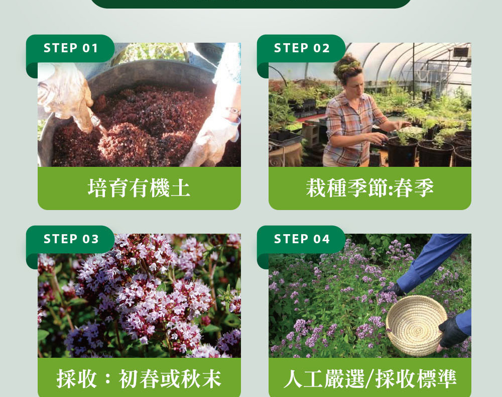 精油有機認證流程