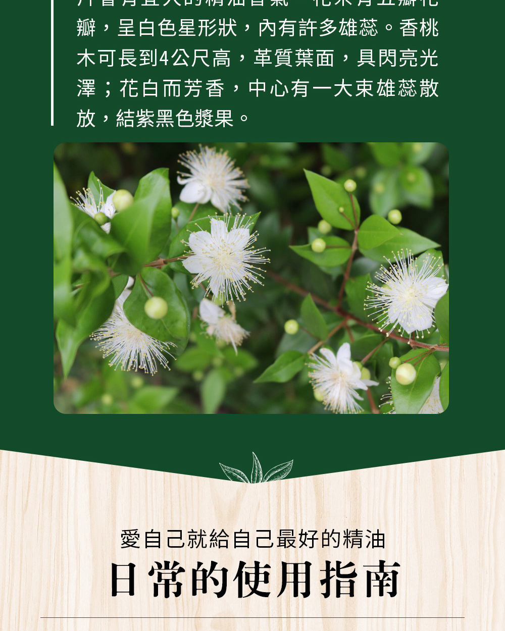 市售不同的香桃木精油,成分和氣味都不一樣;綠香桃木氣味較清新優雅、紅香桃木酯類較多、氣味比較溫暖。