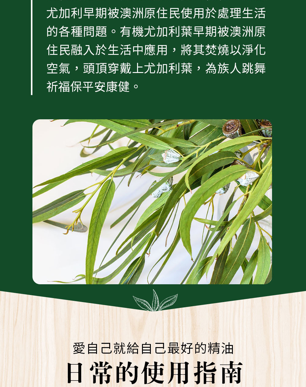 尤加利精油的故事；尤加利葉是長形的深綠色葉片，開花時花蕊是白色狀，生命力十分強韌