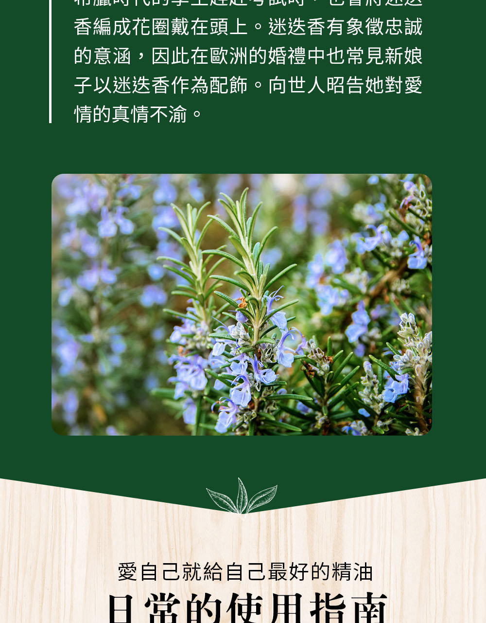 歐洲的婚禮中常見新娘以迷迭香作為配飾，向世人昭告對愛情的真情不渝