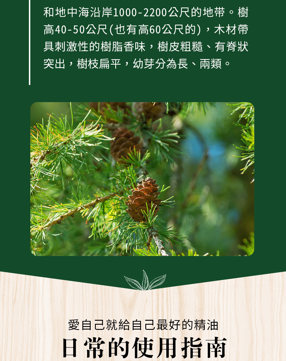 雪松是很歡迎的裝飾樹,冬天溫度不低於攝氏-25度的地區,廣泛用作園林美化。