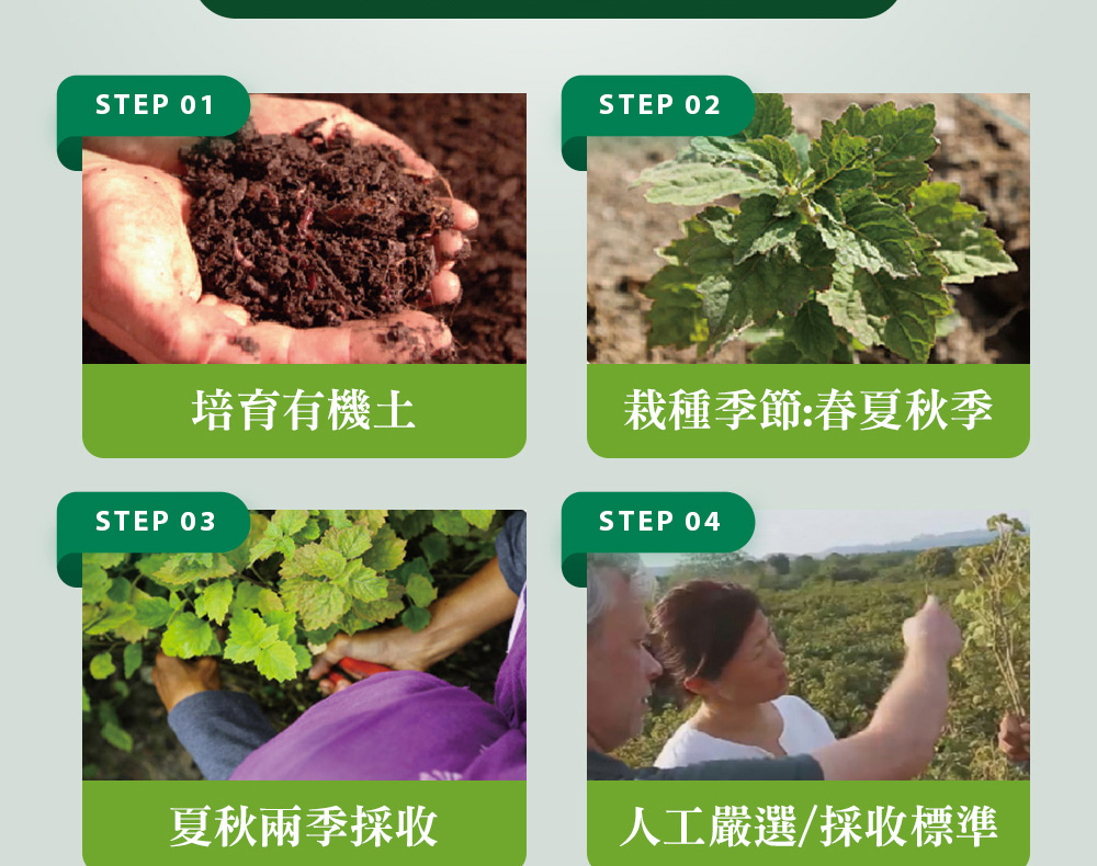 精油有機認證流程