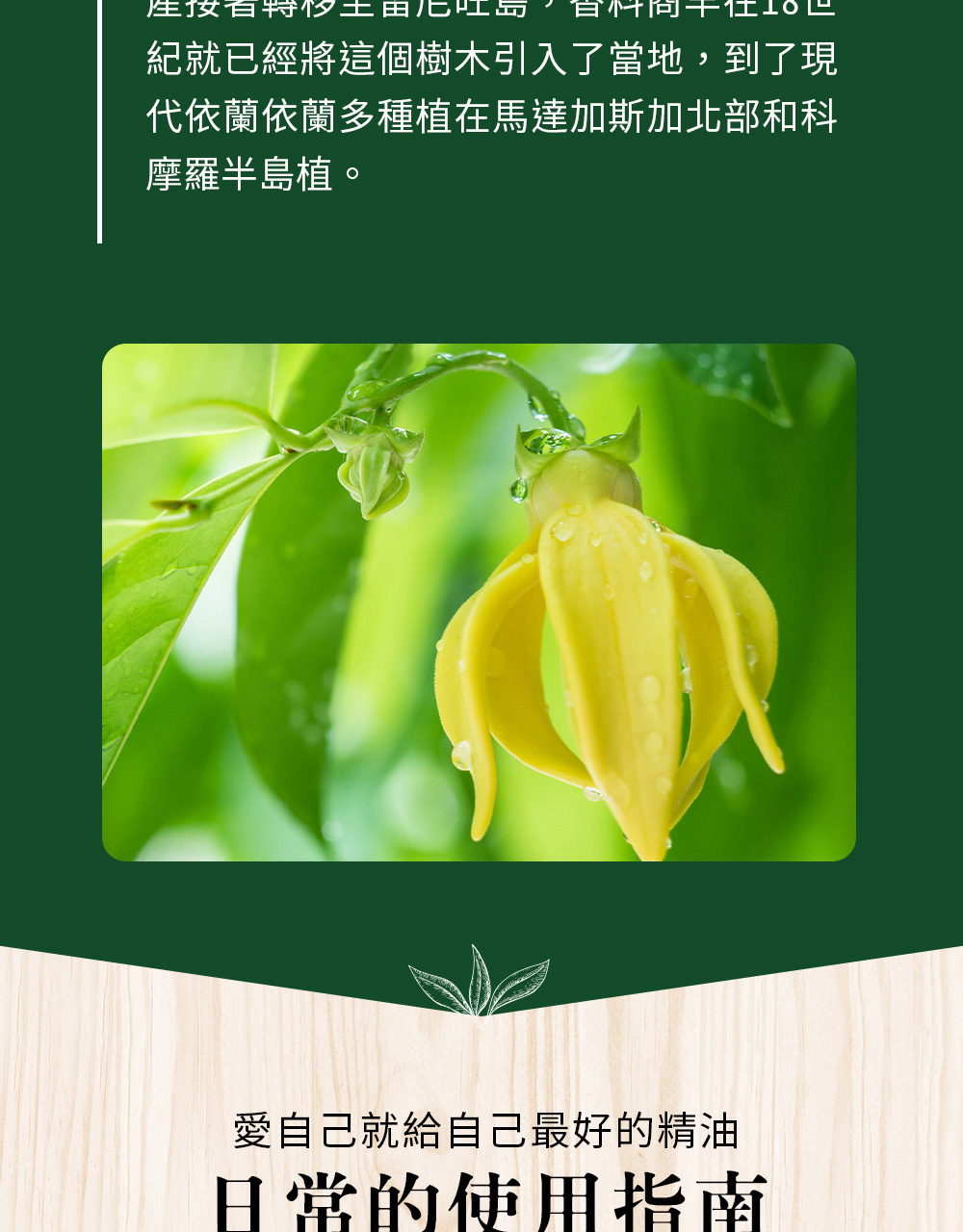 依蘭依蘭精油的故事:1860年菲律賓的馬尼拉建造了第一個依蘭依蘭蒸餾器,從而使得依蘭依蘭精油貿易開始誕生。